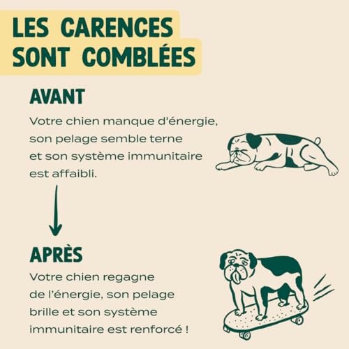 Illustration d'un chien avant et après amélioration de la santé.