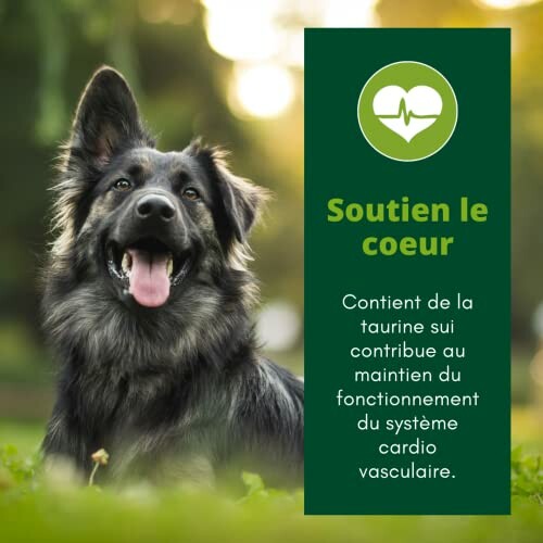 Chien noir et brun avec texte sur le soutien cardiaque.