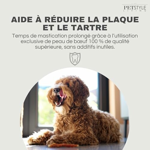Chien couché près d'une porte, texte sur la réduction de la plaque dentaire.
