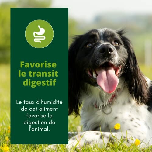Chien heureux allongé sur l'herbe avec texte sur la digestion.