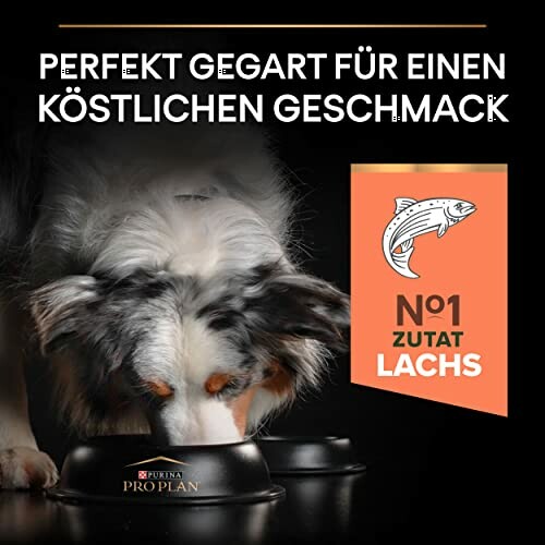 Chien mangeant de la nourriture Pro Plan avec saumon.