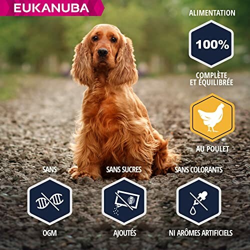 Eukanuba Cocker Épagneul